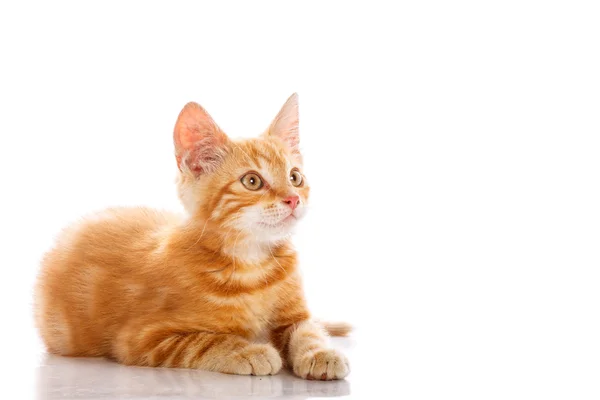 Pequeno gato vermelho — Fotografia de Stock