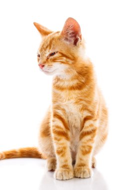 kırmızı küçük kedi