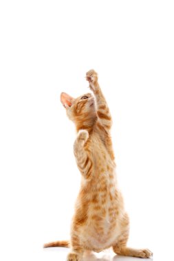 kırmızı küçük kedi