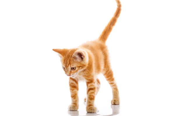 Red little cat — Stock Photo, Image