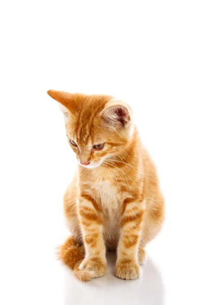 Pequeno gato vermelho — Fotografia de Stock