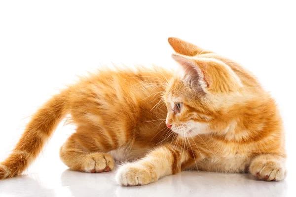 लाल लहान मांजर — स्टॉक फोटो, इमेज