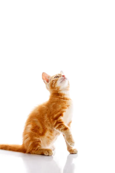 Pequeno gato vermelho — Fotografia de Stock