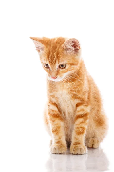 Pequeno gato vermelho — Fotografia de Stock