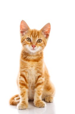 kırmızı küçük kedi