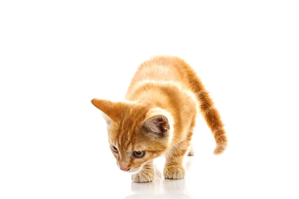 Pequeno gato vermelho — Fotografia de Stock