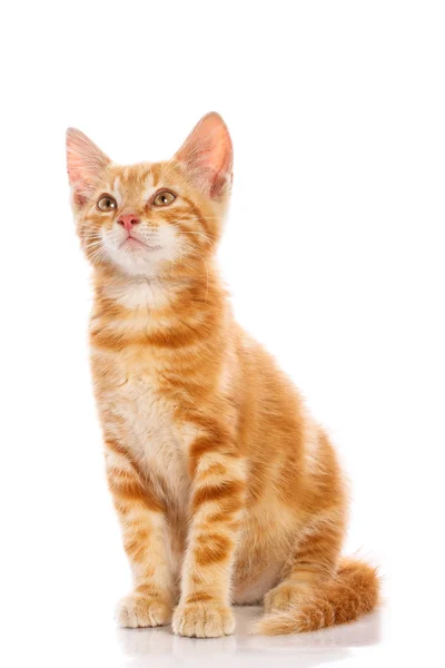 Red little cat — Stock Photo, Image