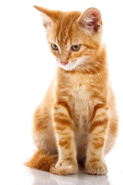 Rote kleine Katze — Stockfoto