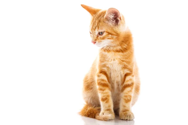 Маленький червоний кіт — стокове фото