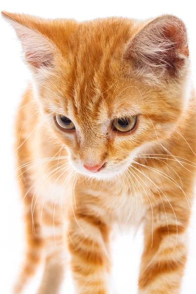 Rote kleine Katze — Stockfoto