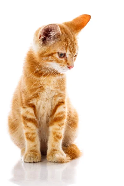 Red little cat — Stock Photo, Image