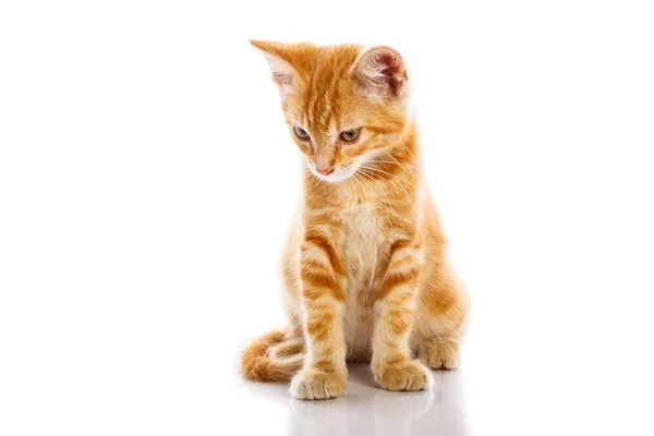 Red little cat — Stock Photo, Image