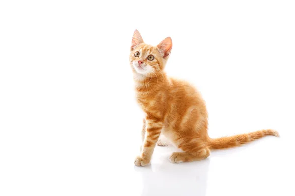 Gatito rojo —  Fotos de Stock