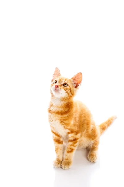 Red little cat — Stock Photo, Image