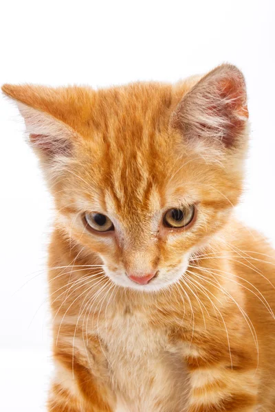 Pequeno gato vermelho — Fotografia de Stock