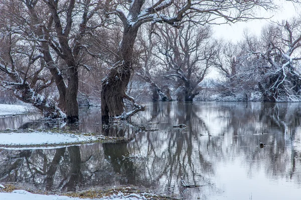 Paysage fluvial hivernal — Photo