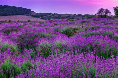 Lavender field in summer clipart