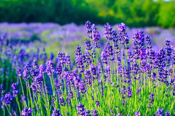 Campo de lavanda no verão — Fotografia de Stock