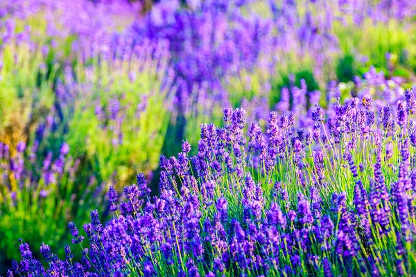 Lavendelfeld im Sommer — Stockfoto