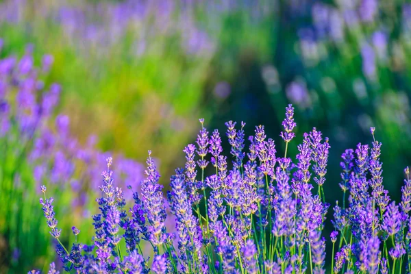 Lavendelfeld im Sommer — Stockfoto