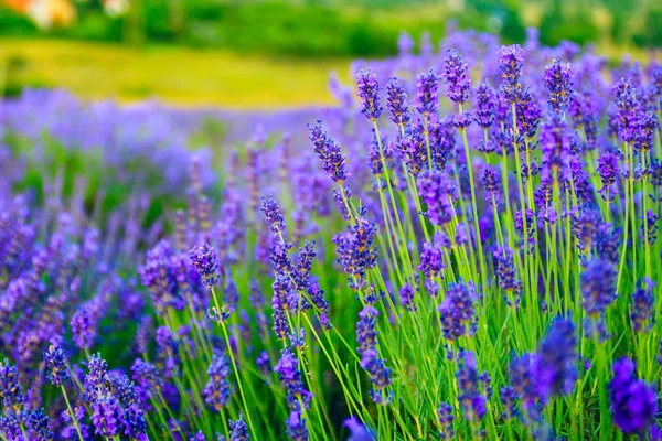 Lavender field in the summer — Stock Photo, Image