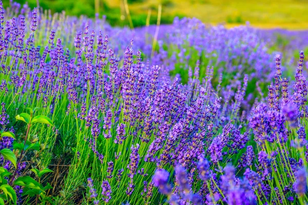 Lavender field in the summer — Stock Photo, Image