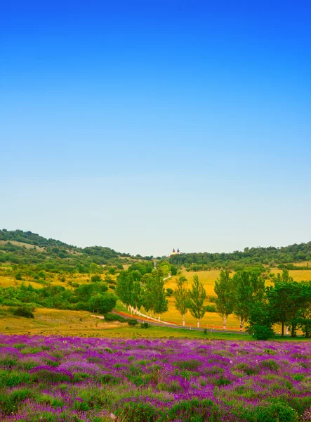 Лавандовое поле летом — стоковое фото