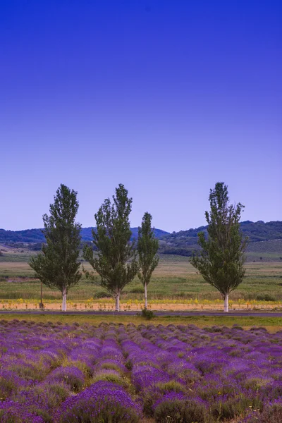 Campo di lavanda in estate — Foto Stock