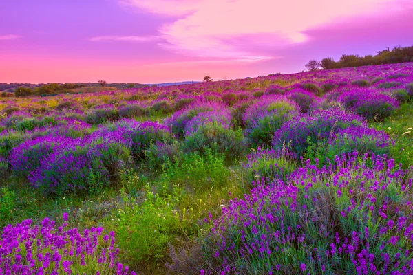 Lavender field in summer — Stock Photo, Image