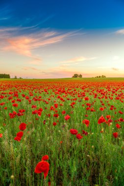 gün batımında Poppies alan