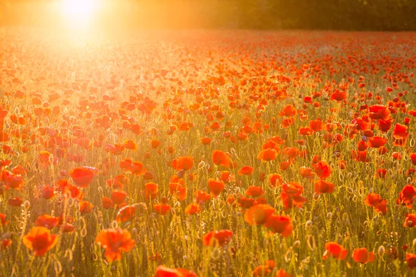 Papavers veld bij zonsondergang — Stockfoto