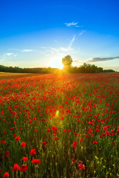 Gün batımında Poppies alan — Stok fotoğraf