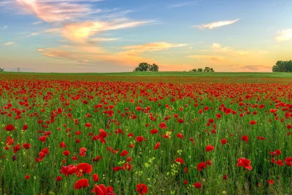 Mák pole při západu slunce — Stock fotografie