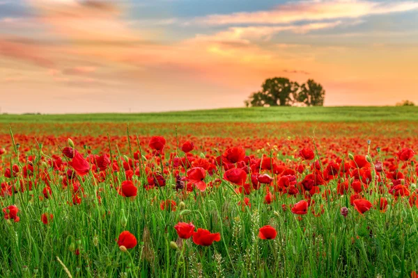 Campo de papoilas ao pôr-do-sol — Fotografia de Stock