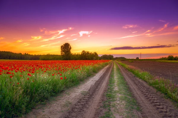 Campo de papoilas ao pôr-do-sol — Fotografia de Stock