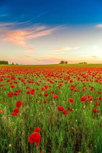 Gün batımında Poppies alan — Stok fotoğraf