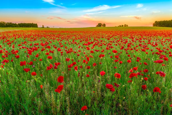 Mák pole při západu slunce — Stock fotografie