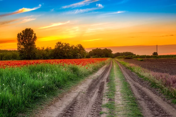 Champ de pavot au coucher du soleil — Photo