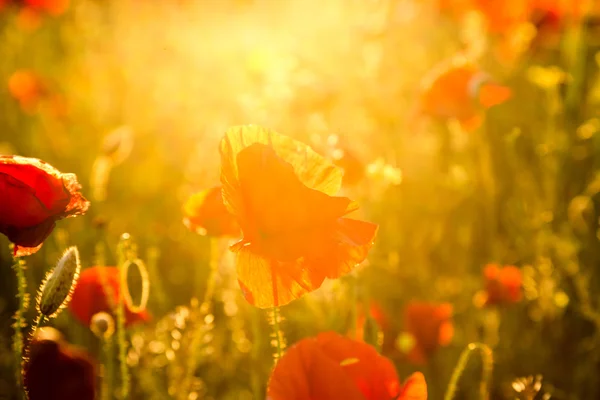 Poppies Field la Apus de soare — Fotografie, imagine de stoc