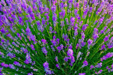 Macaristan, Tihany 'deki lavanta tarlası