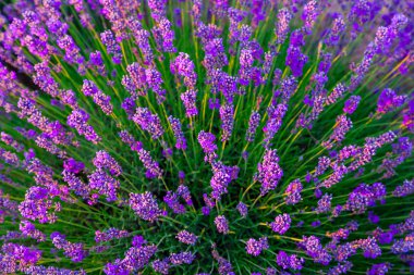 Macaristan, Tihany 'deki lavanta tarlası