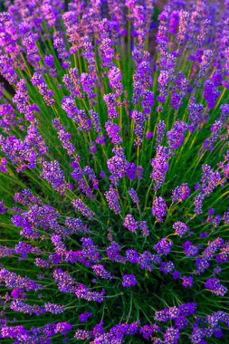 Macaristan, Tihany 'deki lavanta tarlası