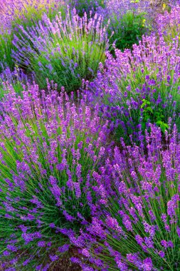 Macaristan, Tihany 'deki lavanta tarlası