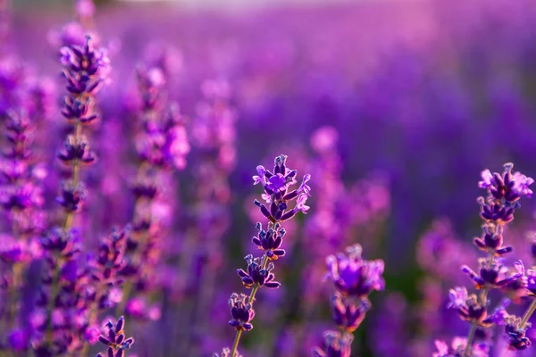 Campo de lavanda en Tihany, Hungría —  Fotos de Stock