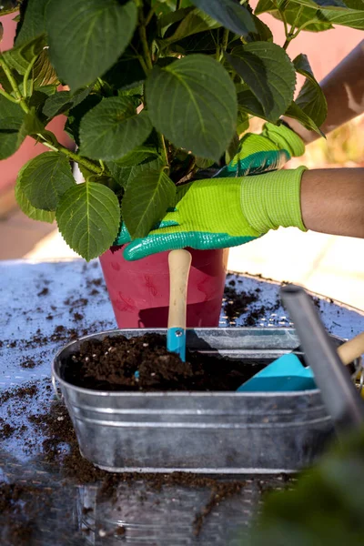 Atividade Jardinagem Replantando Gerânios Varanda Mãos Uma Mulher Com Luvas — Fotografia de Stock