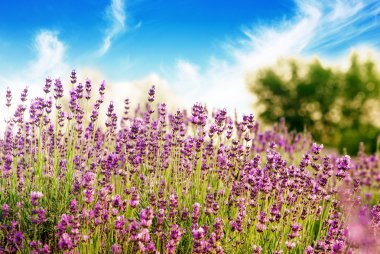 Beautiful detail of a lavender field clipart