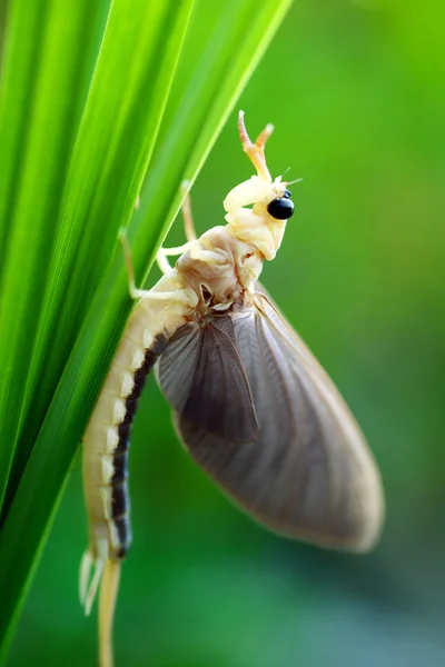 Mayfly between the grass — Stock Photo, Image