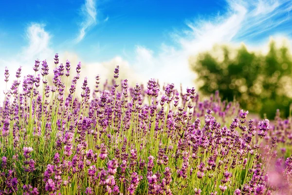 Mooie detail van een Lavendel veld — Stockfoto