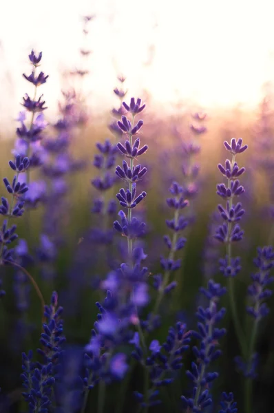 Belo detalhe de um campo de lavanda — Fotografia de Stock