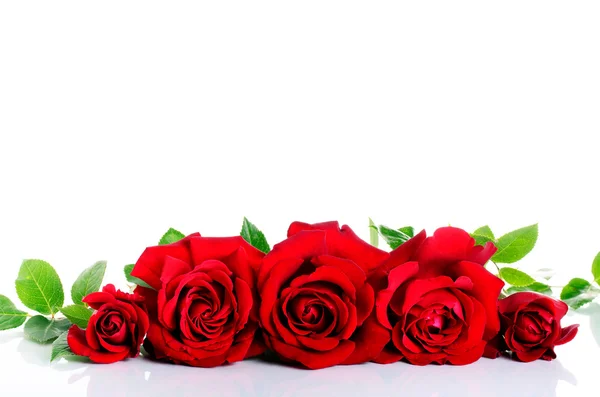 Piros rózsák felett fehér — Stock Fotó